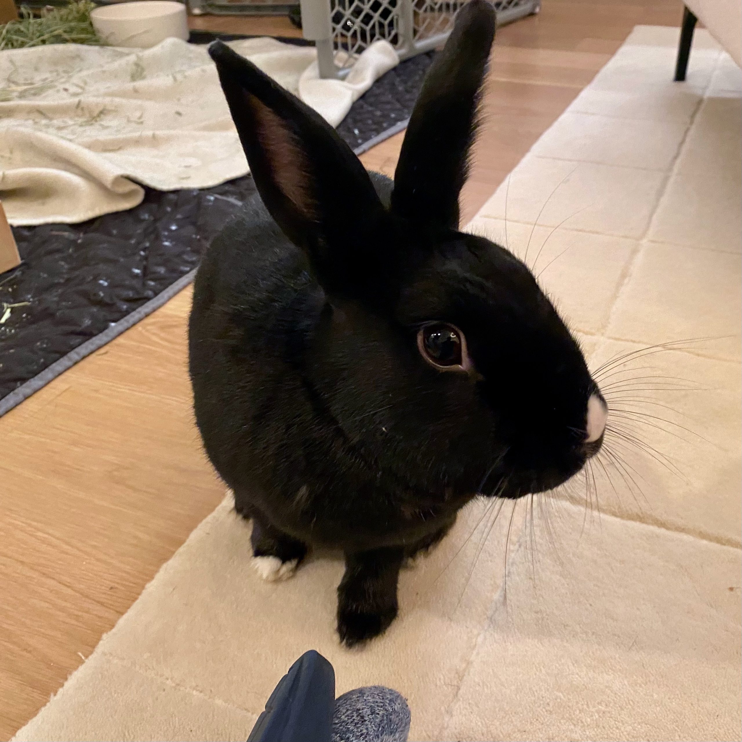 Education – House Rabbit Society of Chicago